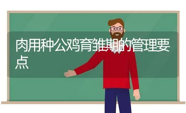 肉用种公鸡育雏期的管理要点 | 家禽养殖