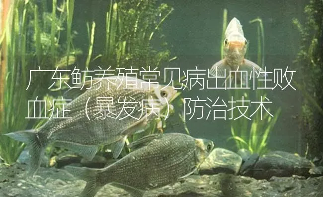 广东鲂养殖常见病出血性败血症（暴发病）防治技术 | 淡水养殖