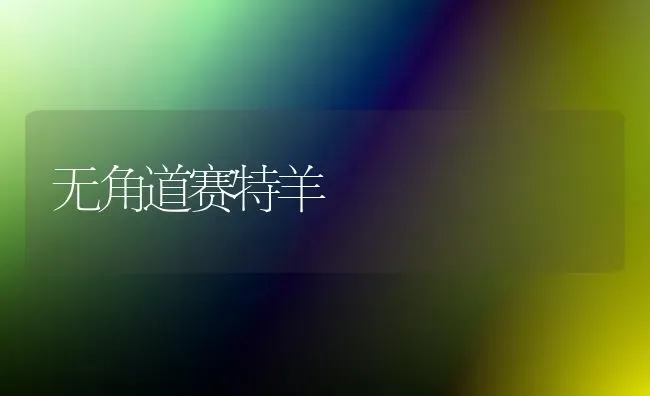 无角道赛特羊 | 家畜养殖