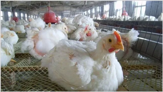 养什么肉鸡品种好？可以卖个好价钱 | 动物饲养方法