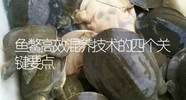 鱼鳖高效混养技术的四个关键要点 | 淡水养殖