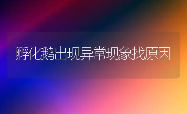 孵化鹅出现异常现象找原因 | 家禽养殖