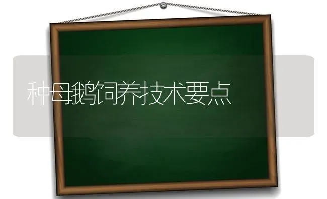 种母鹅饲养技术要点 | 家禽养殖