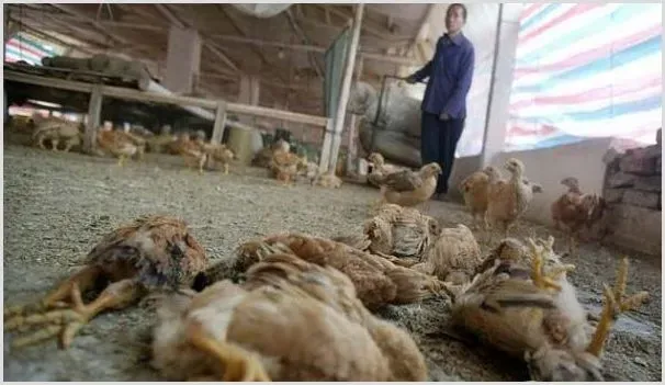 鸡群大量死亡有哪些原因？ | 养殖疾病大全