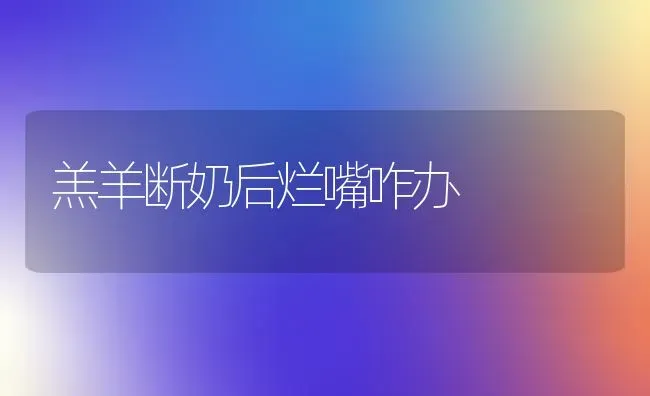 羔羊断奶后烂嘴咋办 | 家畜养殖