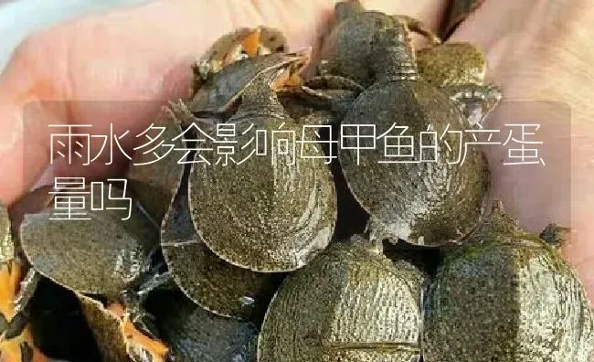 雨水多会影响母甲鱼的产蛋量吗 | 淡水养殖