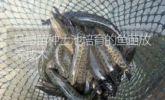 乌鳢苗种土池培育的鱼苗放养技术 | 淡水养殖