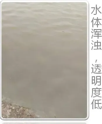 阴雨天对虾塘水浊氨氮亚盐高 培藻稳水组合显奇效