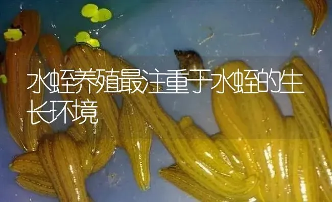 水蛭养殖最注重于水蛭的生长环境 | 特种养殖