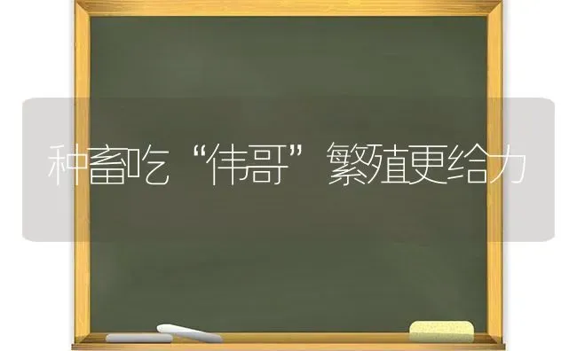 种畜吃“伟哥”繁殖更给力 | 家畜养殖