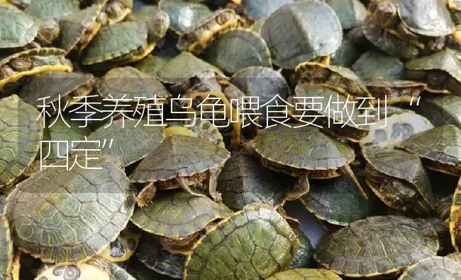 秋季养殖乌龟喂食要做到“四定” | 淡水养殖