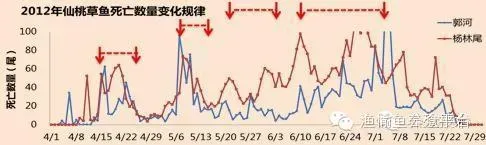 成功养殖草鱼的三个关键技术要点