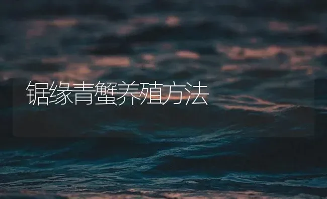 锯缘青蟹养殖方法 | 海水养殖