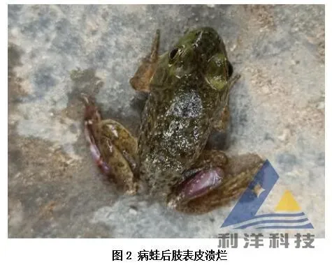 [每周一例]牛蛙后肢溃烂，大量死亡