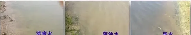 青鱼、鳊鱼鱼病高峰即将来临，请做好准备