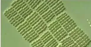 水产养殖户如何分清类型杀蓝藻？