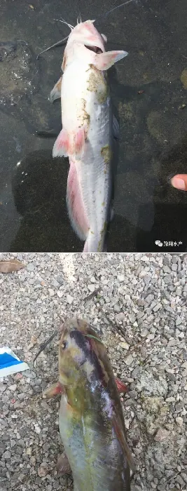 斑点叉尾鮰疑似感染鮰爱德华氏菌病死亡一例