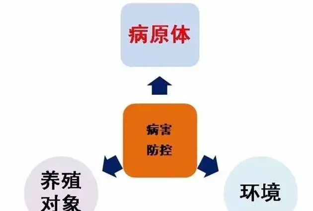 金秋9-10月草鱼黄金生长期，需要注意些什么？