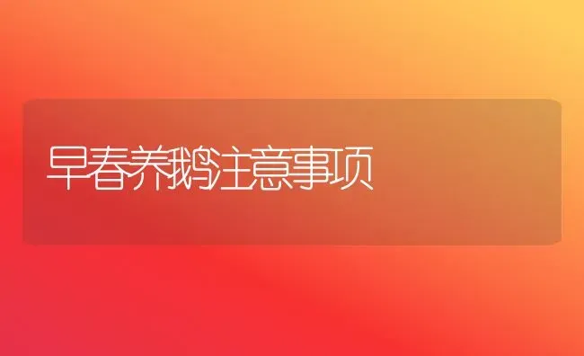 早春养鹅注意事项 | 家禽养殖