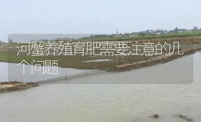 河蟹养殖育肥需要注意的几个问题 | 淡水养殖