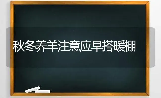 秋冬养羊注意应早搭暖棚 | 家畜养殖