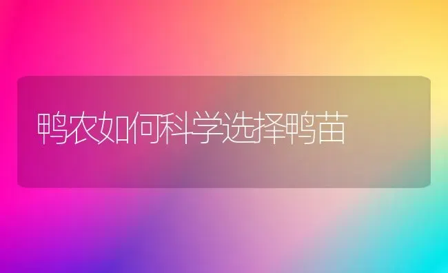 鸭农如何科学选择鸭苗 | 家禽养殖
