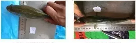 看看别的养殖户如何安全度过诺卡氏菌病、虹彩病毒病、肠炎及出血病高发季