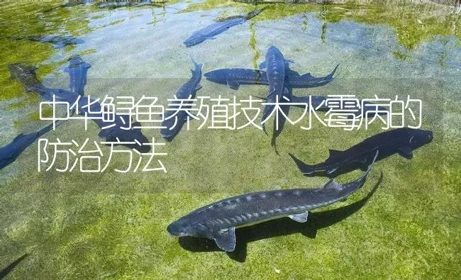 中华鲟鱼养殖技术水霉病的防治方法 | 淡水养殖