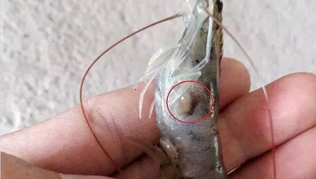 压箱底绝招分享：盐巴在水产养殖上有大用