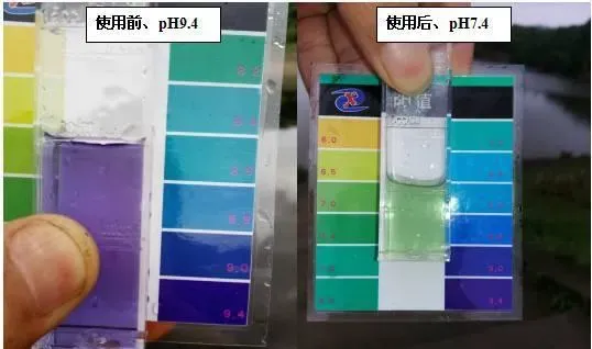 水产养殖池塘黑水解析及处理方法