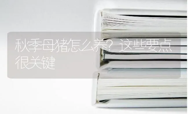秋季母猪怎么养？这些要点很关键 | 家畜养殖