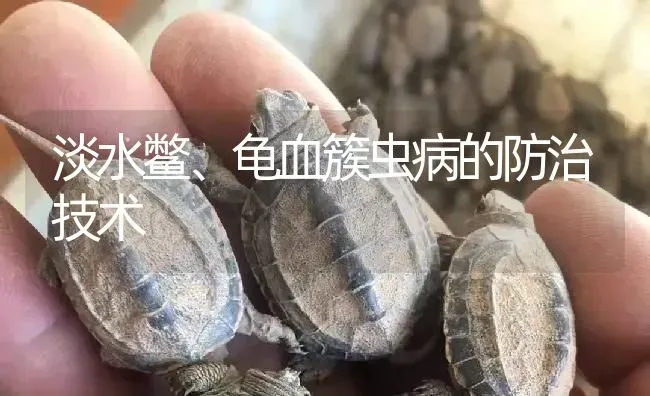 淡水鳖、龟血簇虫病的防治技术 | 淡水养殖