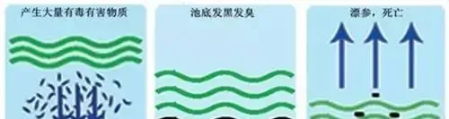 浅谈夏季暴雨或持续降雨海参养殖遇到的问题及解决方案