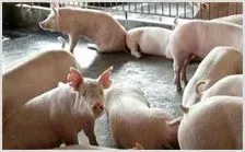 猪气喘病疫苗打破国外垄断 | 动物饲养方法