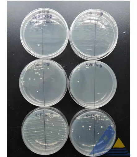 体表红点症泥鳅分离出迟缓爱德华氏菌一例