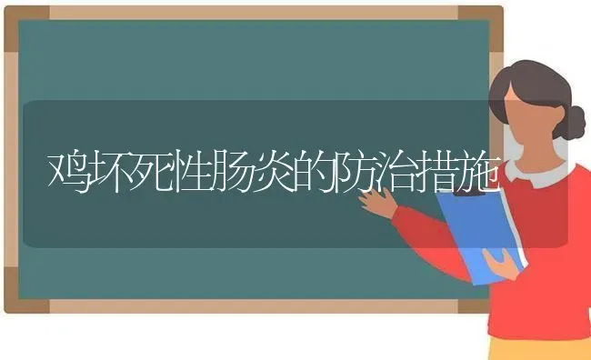 鸡坏死性肠炎的防治措施 | 家禽养殖