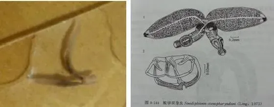 双身虫病的防治方法