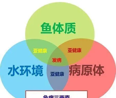 青鱼、鳊鱼鱼病高峰即将来临，请做好准备