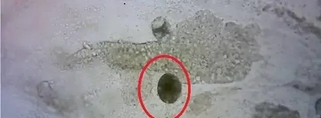 压箱底绝招分享：盐巴在水产养殖上有大用