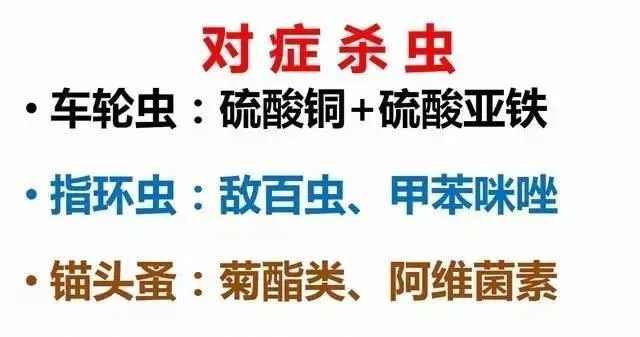 金秋9-10月草鱼黄金生长期，需要注意些什么？