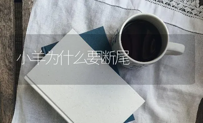 小羊为什么要断尾 | 家畜养殖