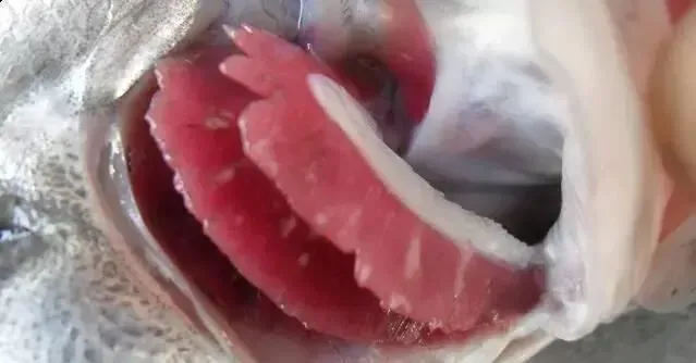 压箱底绝招分享：盐巴在水产养殖上有大用