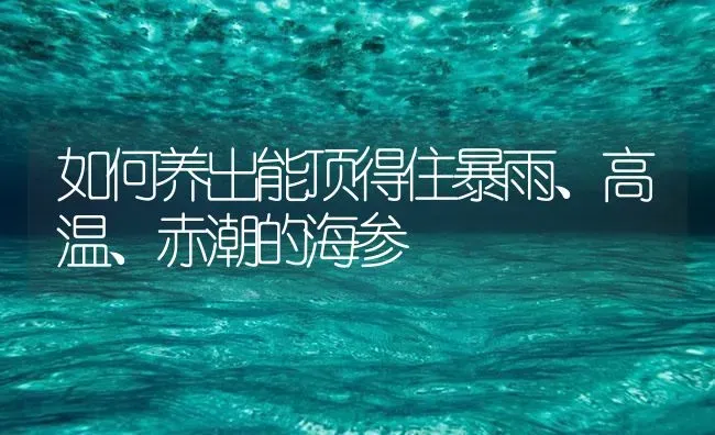 如何养出能顶得住暴雨、高温、赤潮的海参 | 海水养殖