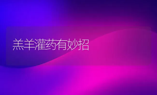 羔羊灌药有妙招 | 养殖病虫害防治
