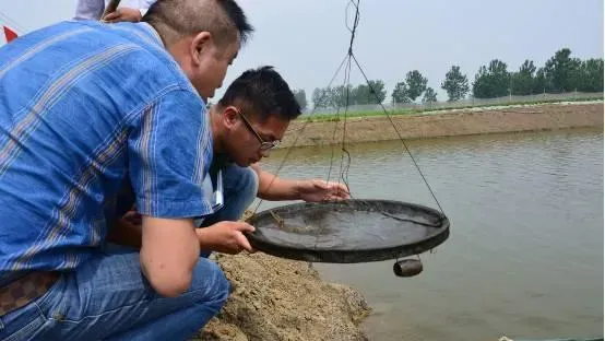 南美白对虾养殖户如何借助料台判定投料的增减