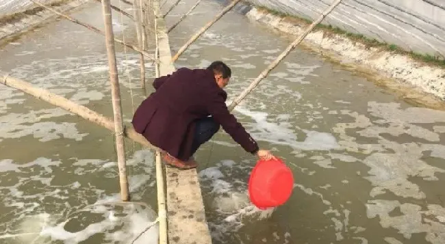 小棚虾分苗在即，怎么办？最全的应对方案来了