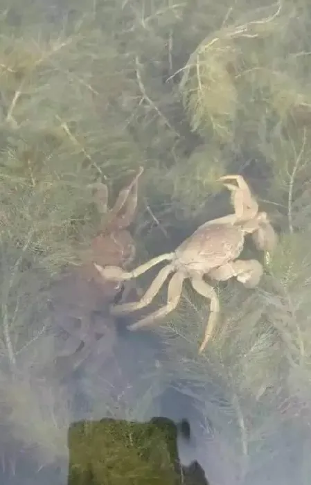 近期江苏盐城地区河蟹海水小白虾蜕壳情况汇总