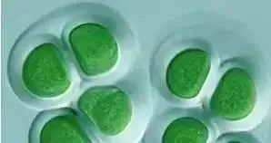 水产养殖户如何分清类型杀蓝藻？