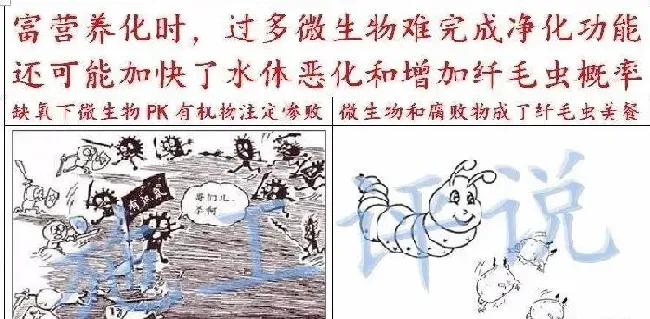 夏造对虾长不大？看看是不是这四大方面的原因！