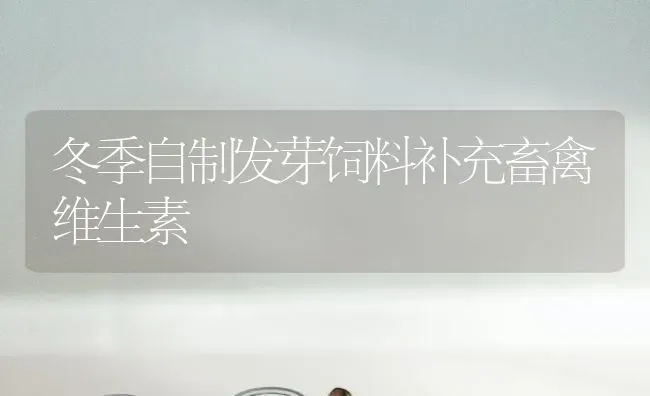 冬季自制发芽饲料补充畜禽维生素 | 动物养殖饲料